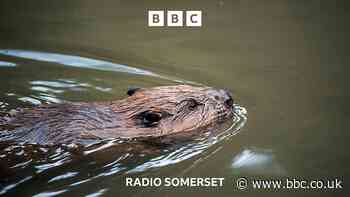 Exmoor's first wild baby beaver born in 400 years