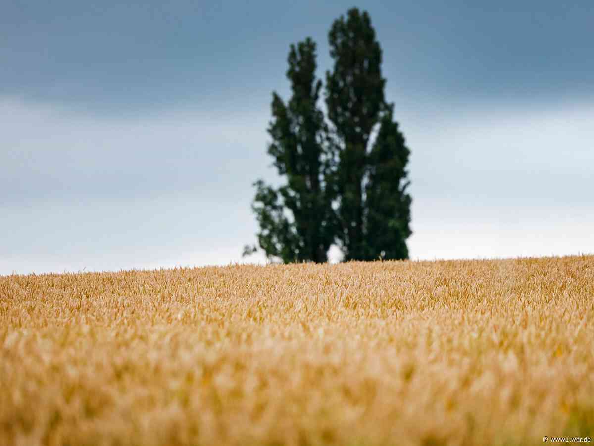 Nicht mehr ganz so heiß: Das NRW-Wetter zum Ferienstart