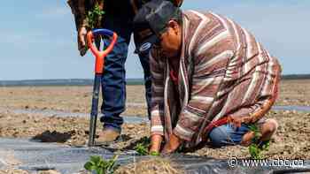 Blueberry River First Nations aims to restore land through native plant orchard