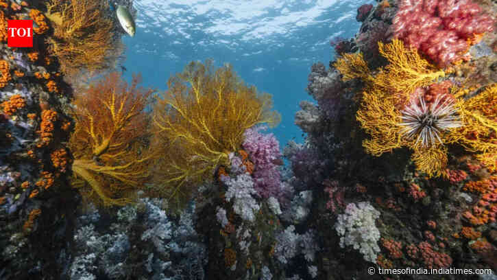 Scientists discover heat-resistant coral reefs across 71 countries that could help protect oceans