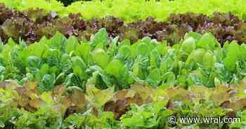 Taylor Farms pulling lettuce  linked to cyclospora outbreak