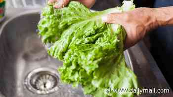 Produce grower Taylor Farms confirms it is pulling lettuce from Mexico linked to 'diarrhea parasite' outbreak