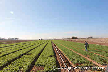 Under Pressure: Ways Vegetable Growers Are Dealing With Mounting Challenges