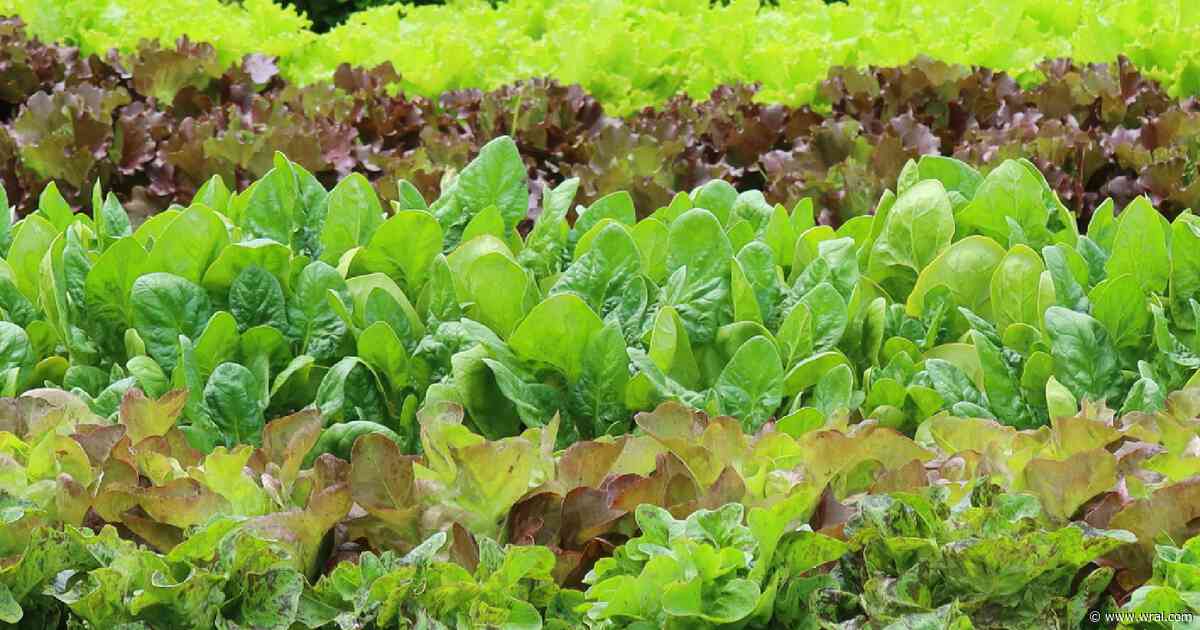 Taylor Farms pulling lettuce linked to cyclospora outbreak