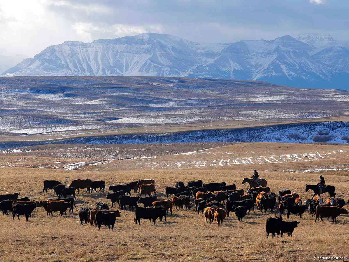 Alberta ranches may count for land-conservation targets, federal minister signals amid impasse with province