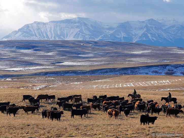 Alberta ranches may count for land-conservation targets, federal minister signals amid impasse with province