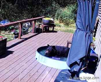 Bear spotted relaxing in backyard kiddie pool near Steamboat Springs