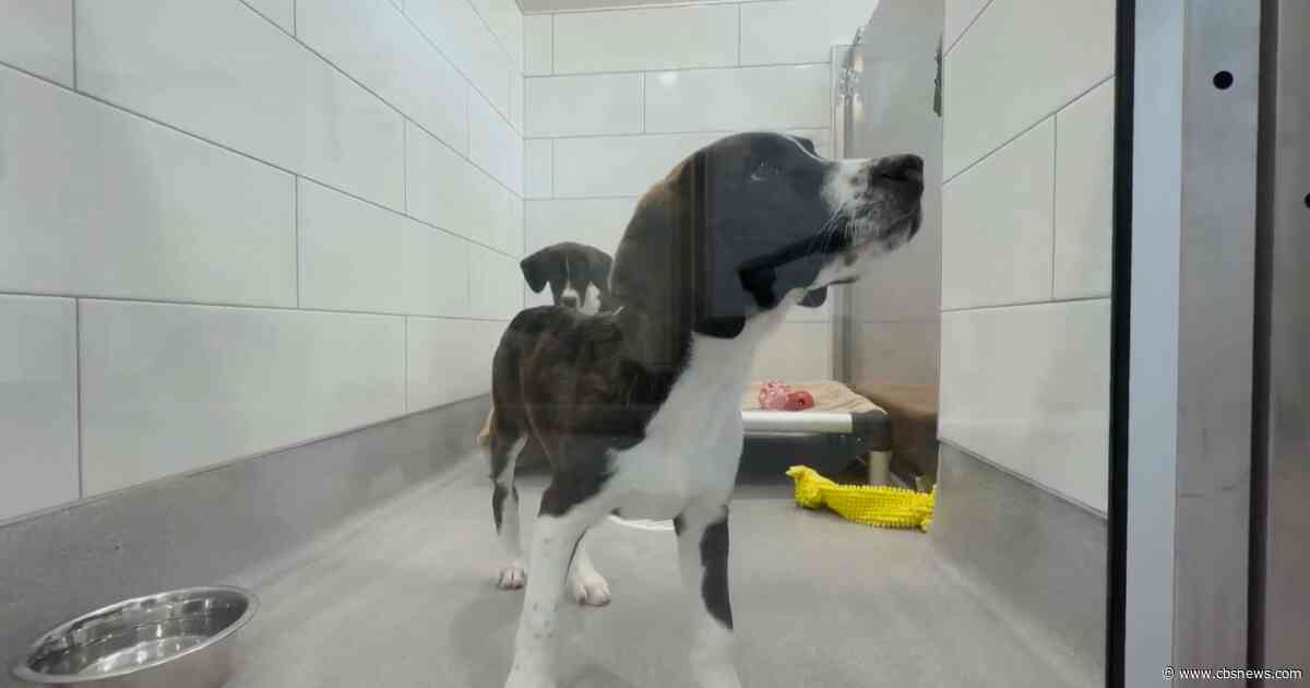 A shelter reimagined: How Forsyth County's Furkids is redefining animal rescue in Georgia