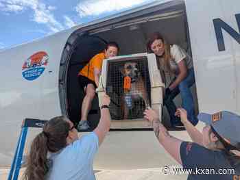 Over 100 animals flown from Hill Country shelters to Salt Lake City amid flooding