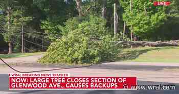 Tree collapses closing Raleigh's Glenwood Ave. into Saturday afternoon
