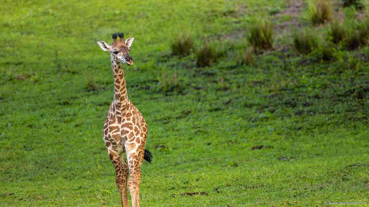 5 things to know about Animal Kingdom’s baby giraffe