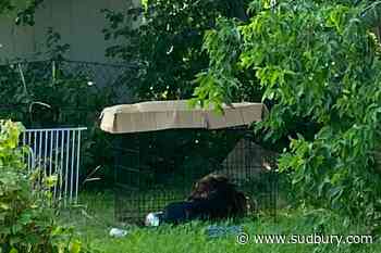 North Bay neighbourhood outraged by witnessing crated dog outside in the heat