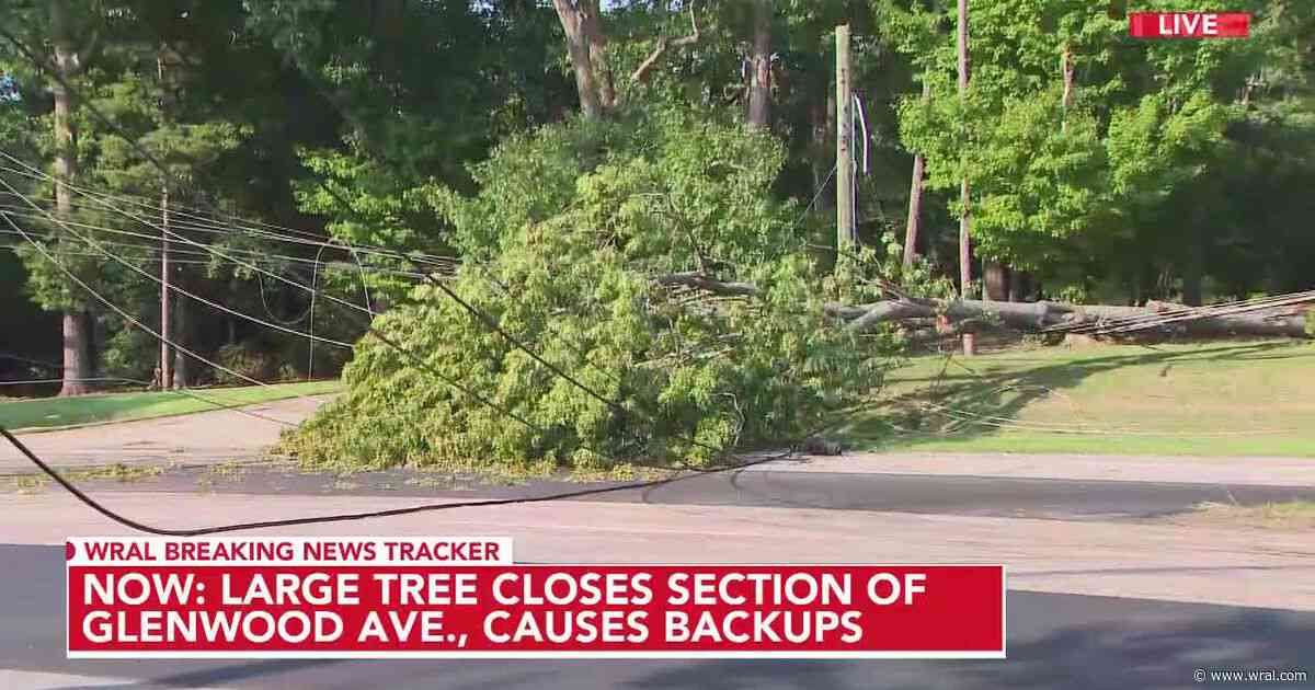 'Thirsty' tree collapses closing Raleigh's Glenwood Ave. into Saturday afternoon