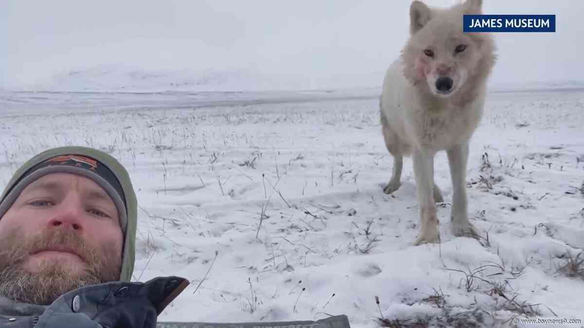 Man went up close with wolves, his photos now on display in St. Pete