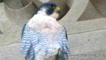 Parliament's resident Peregrine falcons will have an 'unavoidable and major impact' on £26million replacement of House of Lords roof
