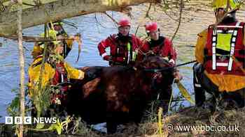 Cow stuck in tunnel under A1 rescued by firefighters