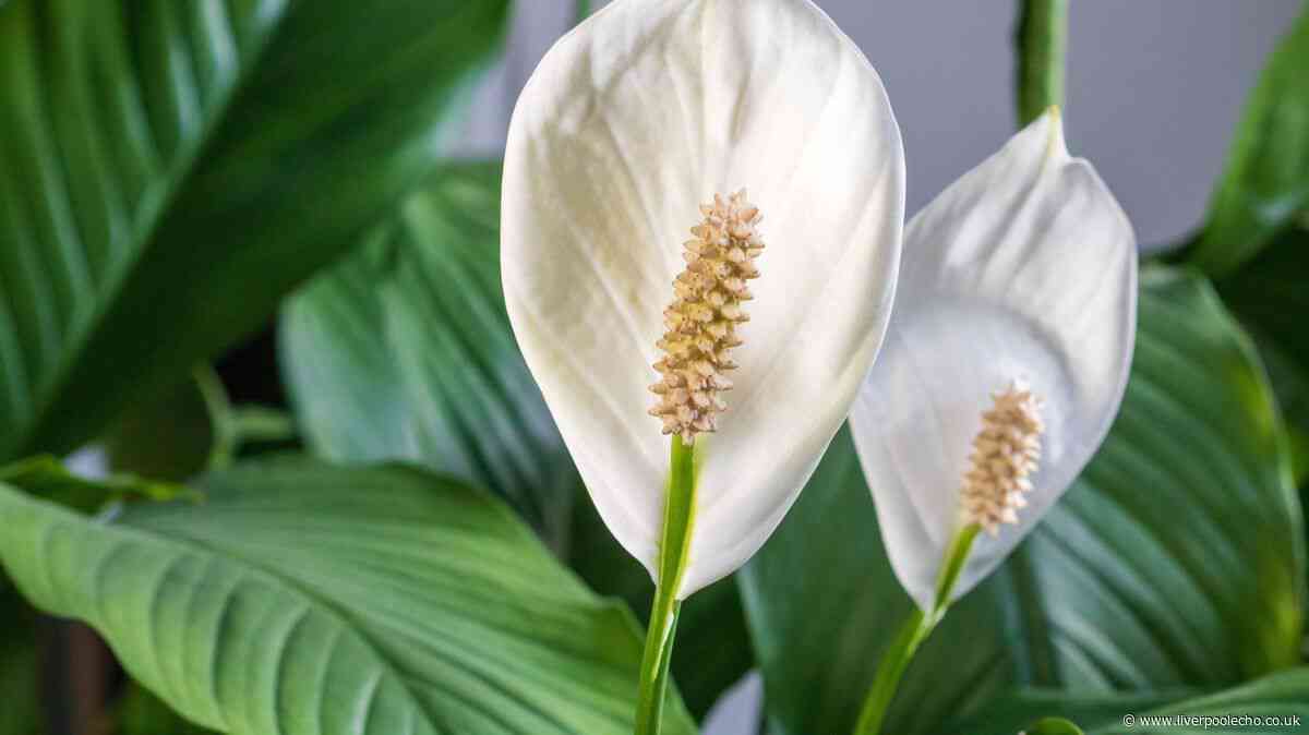 Peace lilies will bloom better in summer if watered with 1 natural kitchen scrap they love