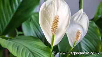 Peace lilies will bloom better in summer if watered with 1 natural kitchen scrap they love