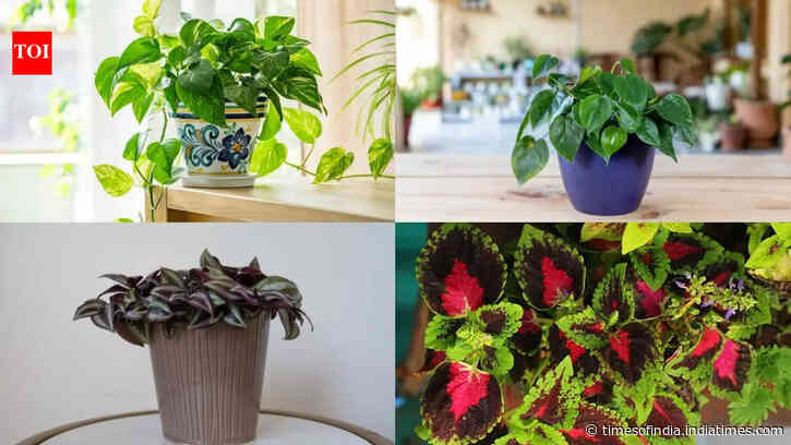 No seeds needed: 7 Indoor plants that grow easily from stem cuttings
