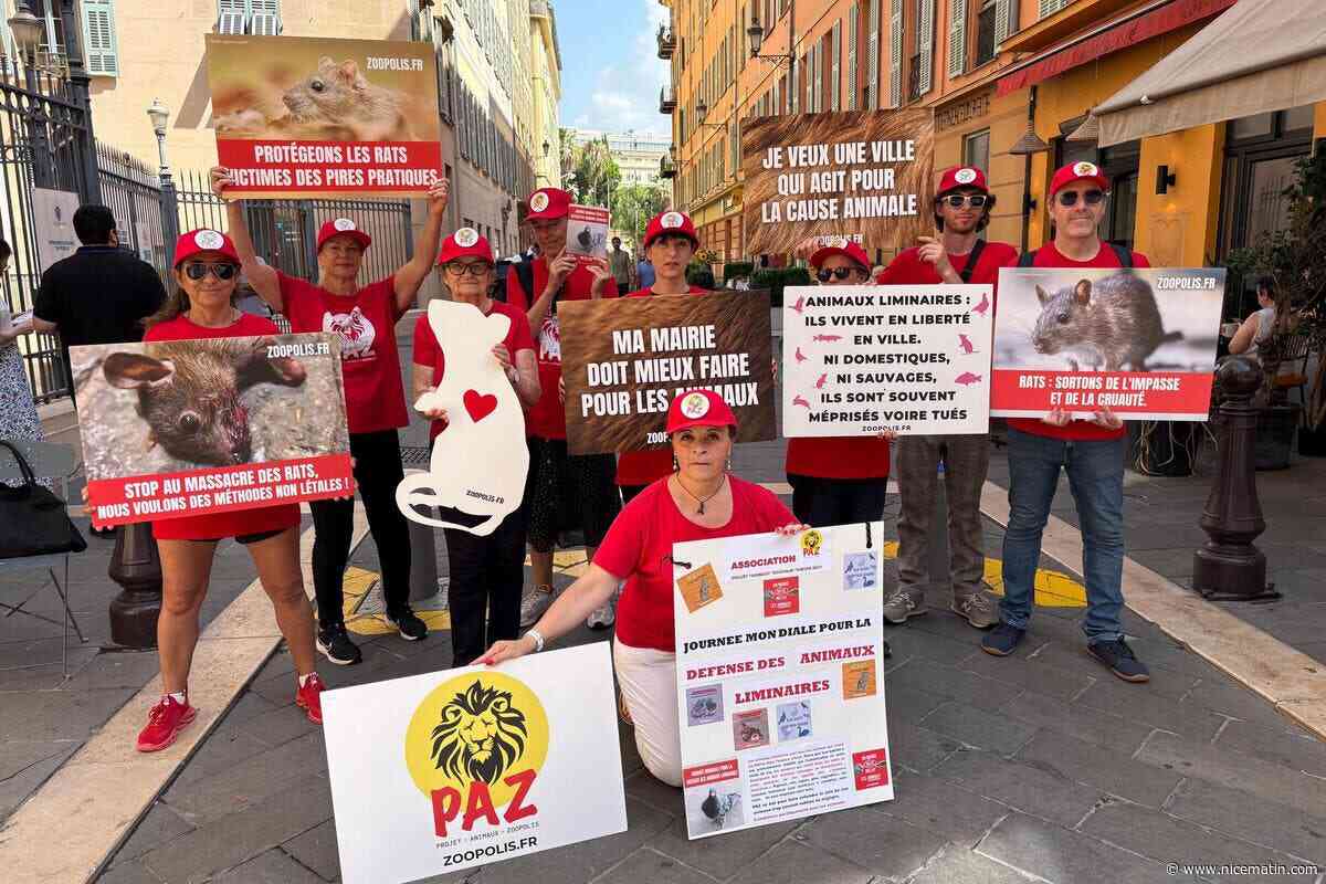Et si on donnait la pilule aux rats pour empêcher leur prolifération à Nice, sans les tuer de façon horrible ?