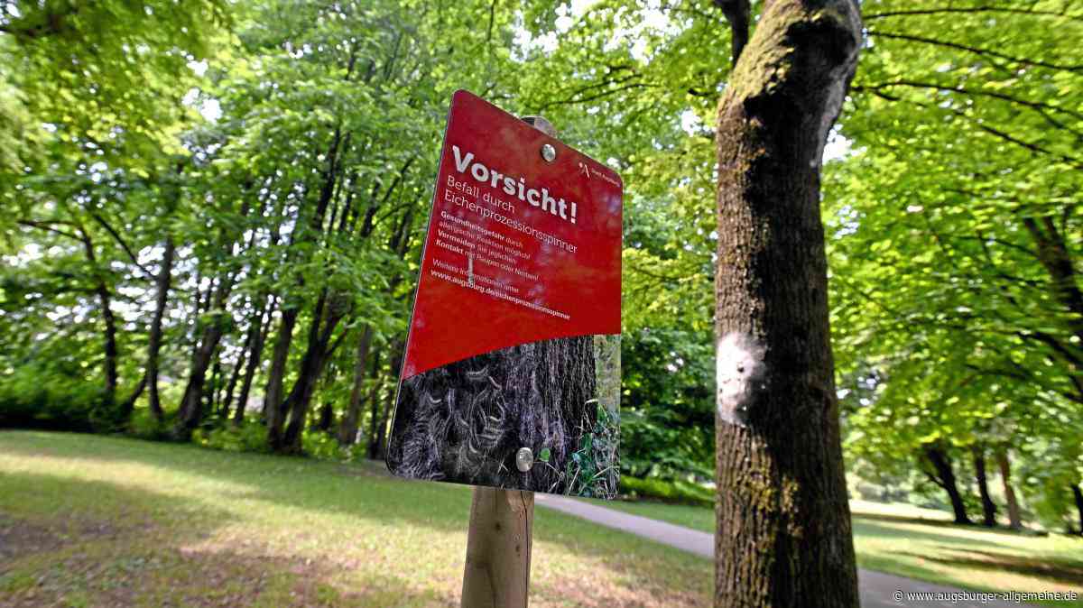 „In diesem Jahr hat der Befall zugenommen“: Wo der Eichenprozessionsspinner in Augsburg nistet