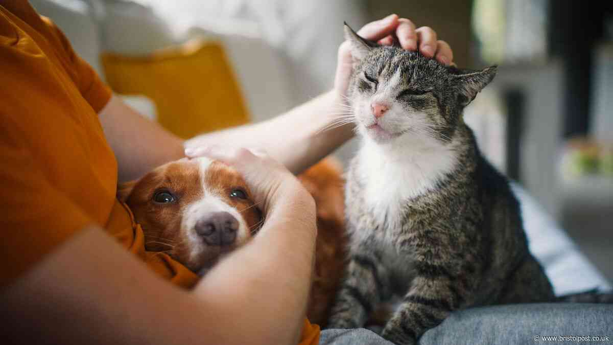 Three-quarters of Bristol landlords still saying 'no' to pets despite law change