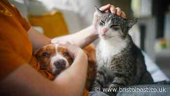 Three-quarters of Bristol landlords still saying 'no' to pets despite law change