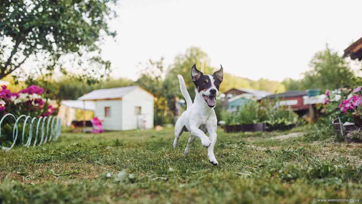 Vet explains why dogs get 'zoomies' and sign for pet owners to seek urgent help