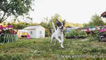 Vet explains why dogs get 'zoomies' and sign for pet owners to seek urgent help