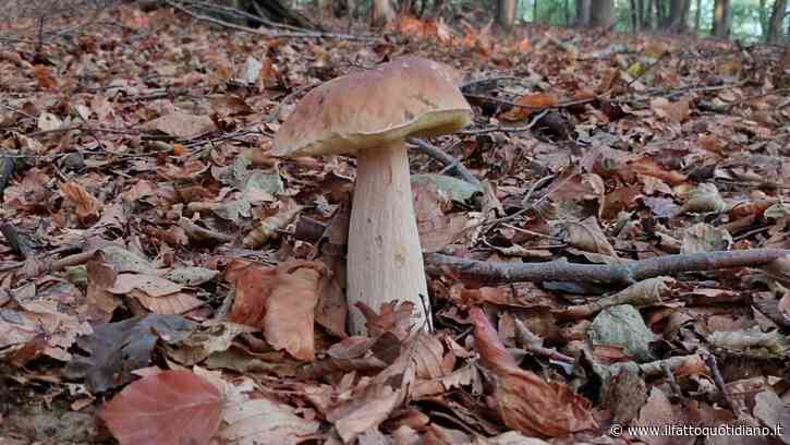 L’arte di andare a funghi per trovare anche se stessi: lo zen di Matteo Righetto