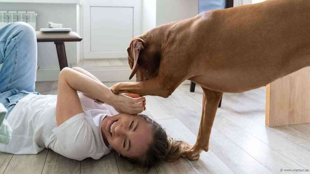 Lieblingsmensch gesucht: So wählt Ihr Hund, wen er wirklich ins Herz schließt