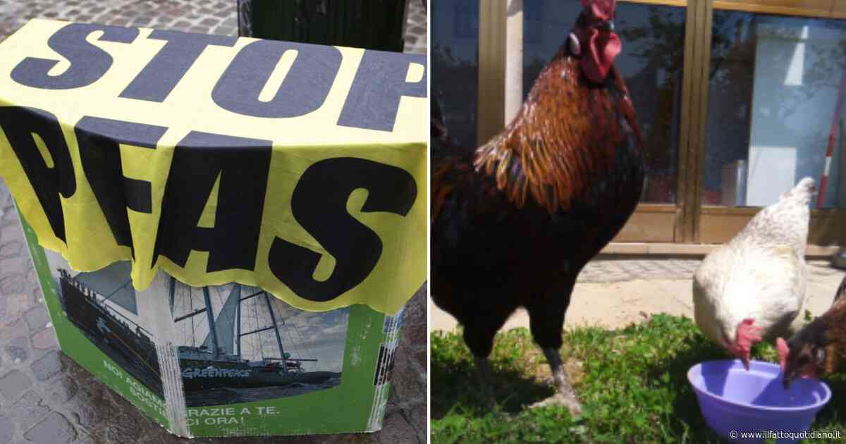 Uova con Pfas 10 volte oltre i limiti, l’atto d’accusa dei proprietari: “Ora la Regione Veneto deve darci i dati delle analisi, vogliamo sapere ciò che mangiamo”