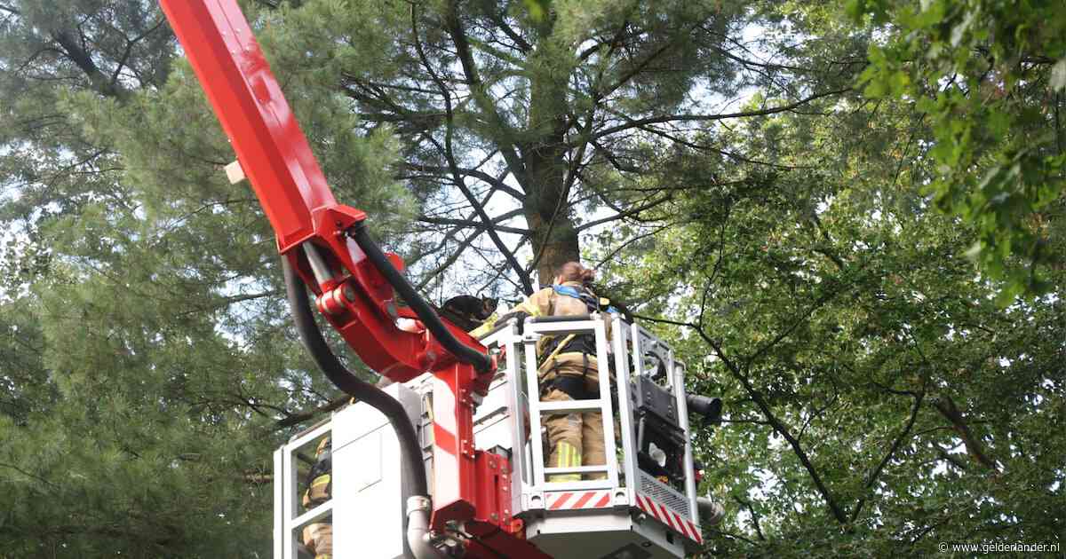 Brandweer redt kat Cleo na week uit boom, maar ze mist wél haar vlucht