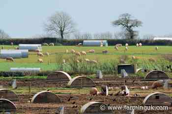 Government urged to intervene in worsening pig sector crisis