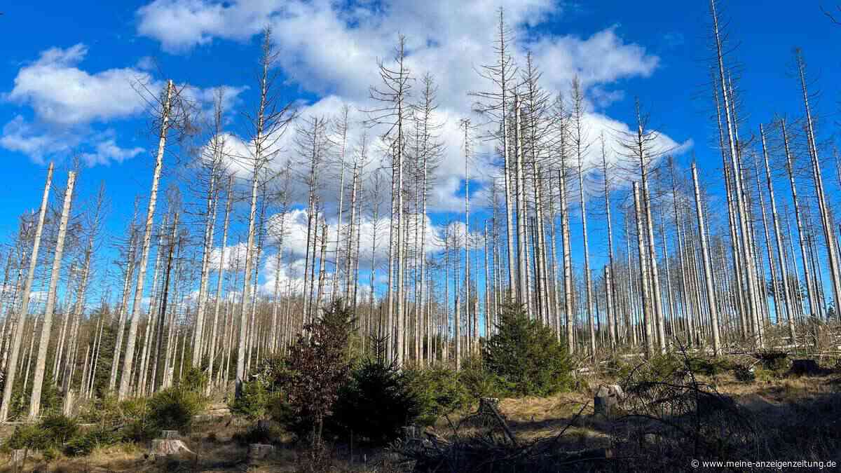 Psychologin: Das wirksamste Mittel gegen Klimaangst ist Klimaschutz