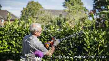 Lawyer explains your legal rights if neighbour demands you cut down shrubs in your garden