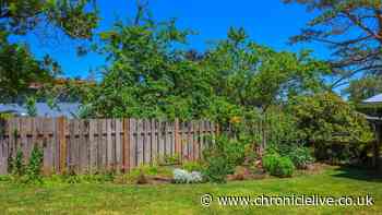 What your legal rights are if a neighbour's tree branches come into your garden