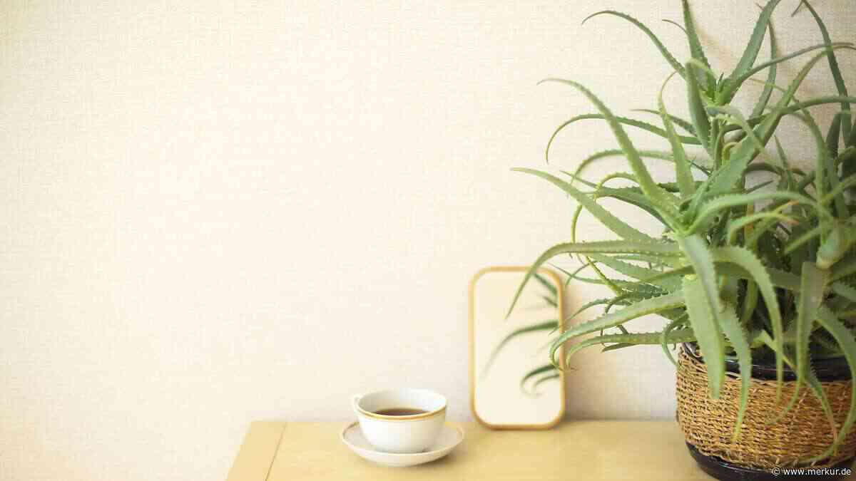 Aloe Vera richtig gießen: Diese 4 Dinge müssen Sie beachten