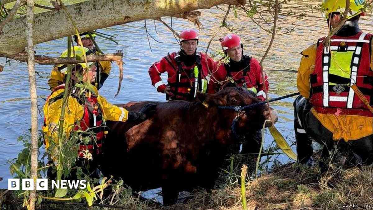 Cow stuck in tunnel gets rescued by firefighters