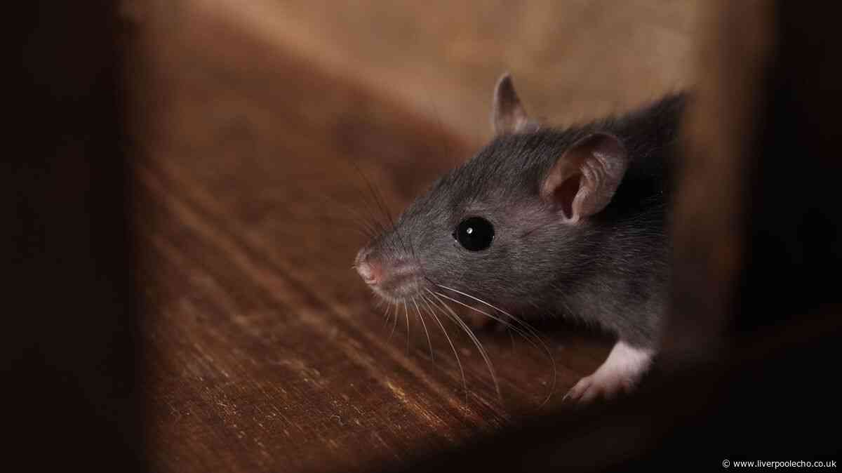 36p Asda solution will keep rats out of your home this summer
