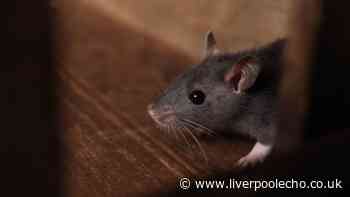 36p Asda solution will keep rats out of your home this summer