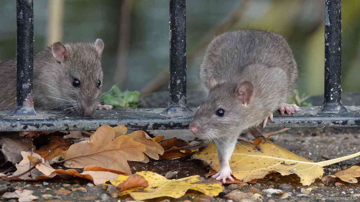 Rats will stay out of homes this summer with 36p Asda product