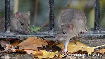 Rats will stay out of homes this summer with 36p Asda product