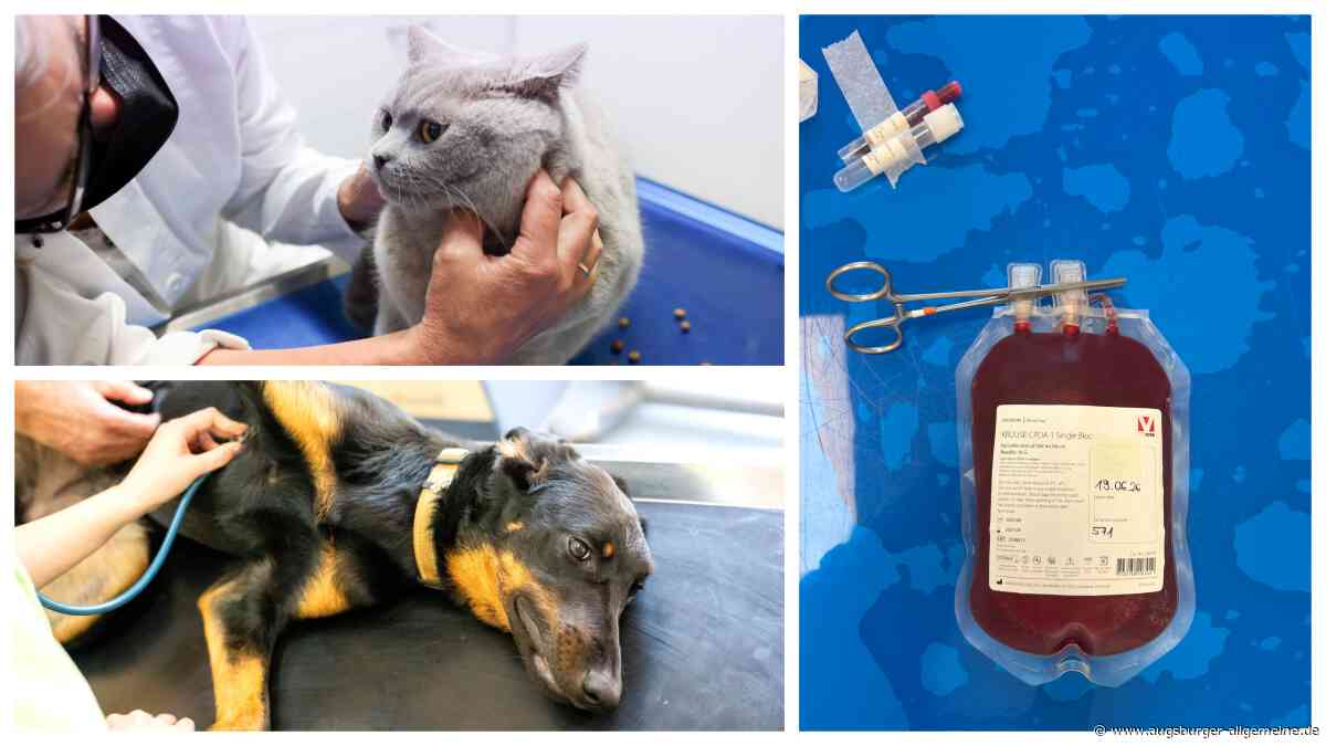 Blutspende bei Tieren: So läuft die Transfusion bei Hund und Katze ab