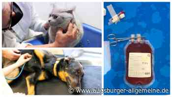 Blutspende bei Tieren: So läuft die Transfusion bei Hund und Katze ab