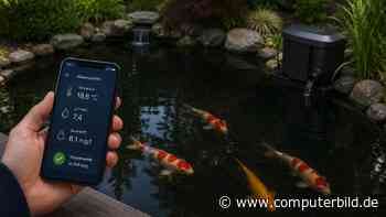 Smarter Koi-Teich: Wie KI die Fischzucht revolutionieren könnte