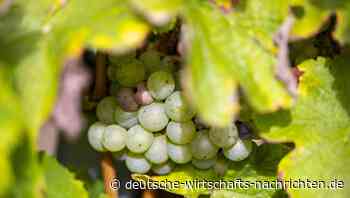 Experten-Interview: Wein ist eine interessante alternative Investition – vor allem auf lange Sicht