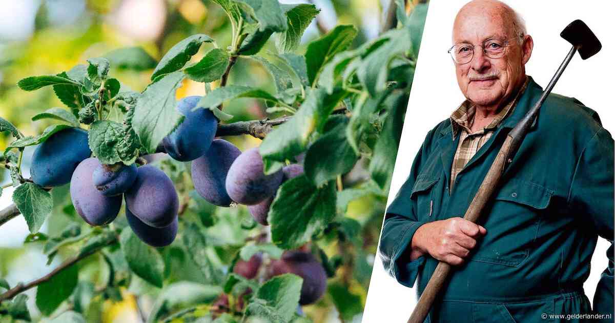 Let erop dat je pruimenbomen tegelijk rijp zijn: ‘wie in augustus in Spanje zit, heeft niets aan de Czar’