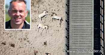 ‘Mensen denken soms dat ze dood zijn’: paarden liggen op het droge te bakken, maar beheerder Marc maakt zich geen zorgen