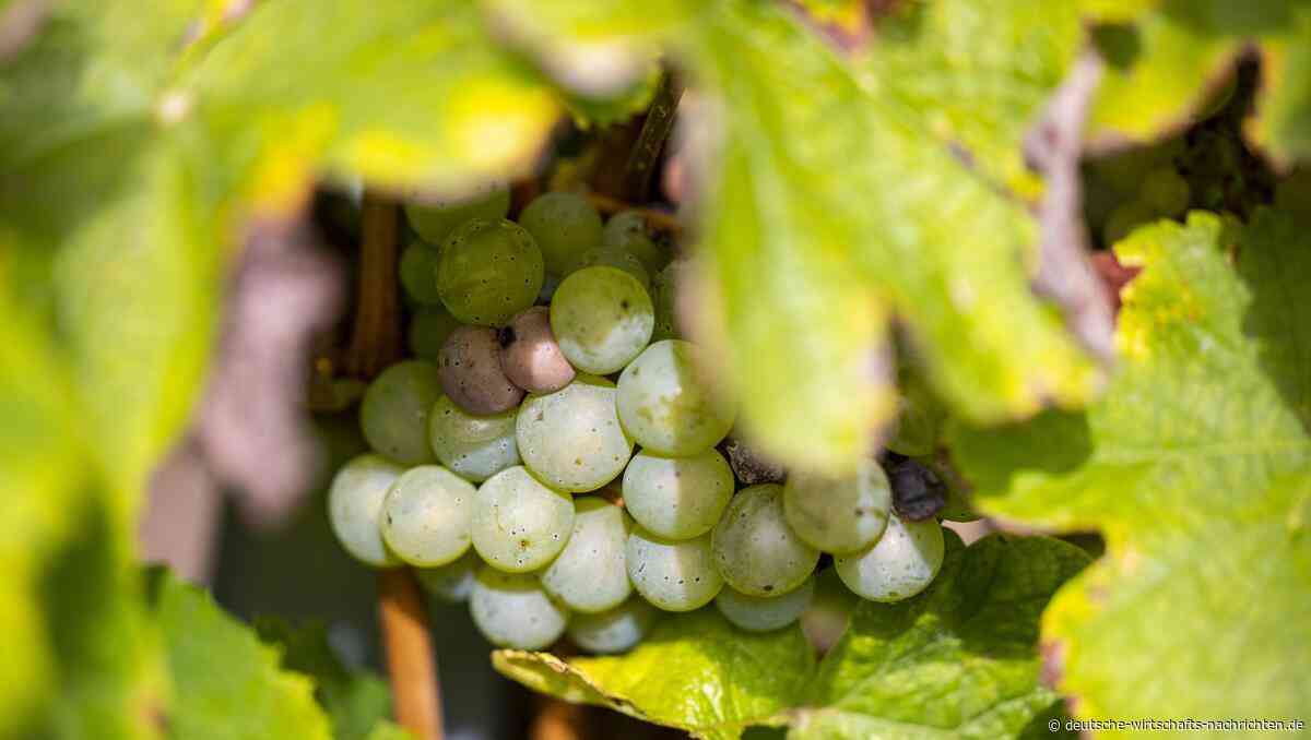 Experten-Interview: Wein ist eine interessante alternative Investition – vor allem auf lange Sicht